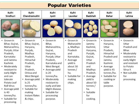 Popular Varieties of Potato