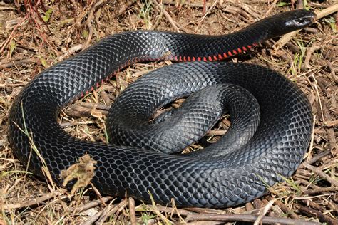 Red Bellied Black Snake - South East Snake Catcher - Gold Coast