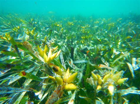 Study identifies bottlenecks in early seagrass growth