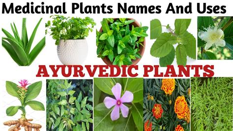 Medicinal Plants And their Uses/ 20 Ayurvedic Plants Name/ Medicinal ...