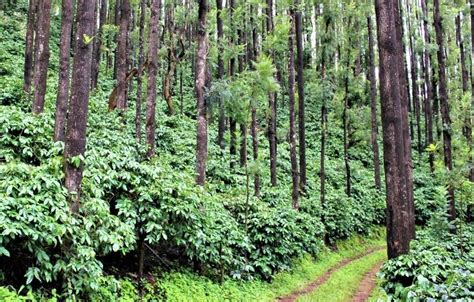 Exploring the Coffee Plantations of Chikmagalur ☕ | by Skanda Bhat | Medium