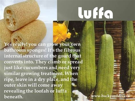 Luffa Benefits - SAM Vegetable