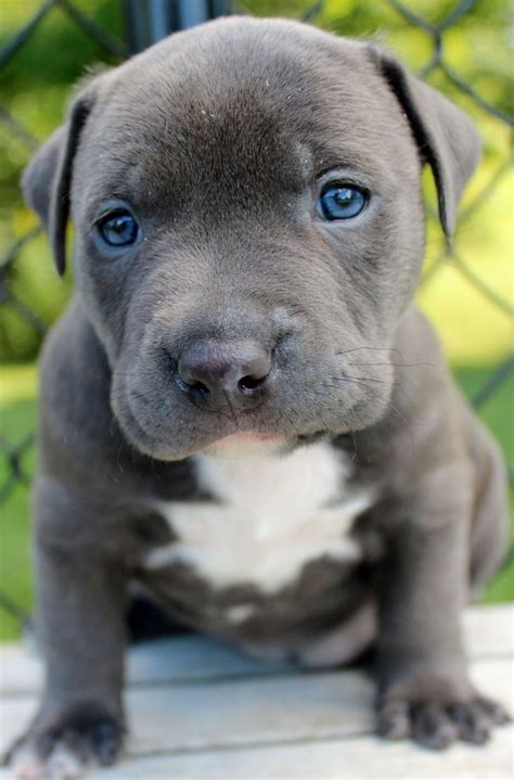 Adorable Female XL Blue Pitbull Puppy