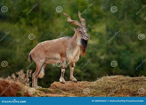 Markhor, Capra Falconeri, Wild Ibex Sheep from Pakistan in Asia ...