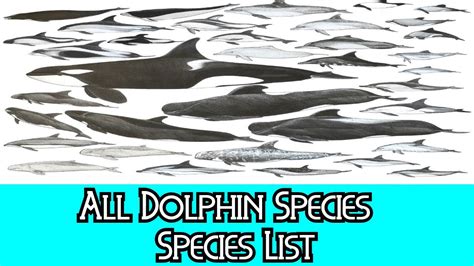 All Dolphin Species - Species List - YouTube