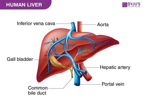 Liver Diagram With Labels Liver Anatomy And Function Anatomy | Porn Sex ...