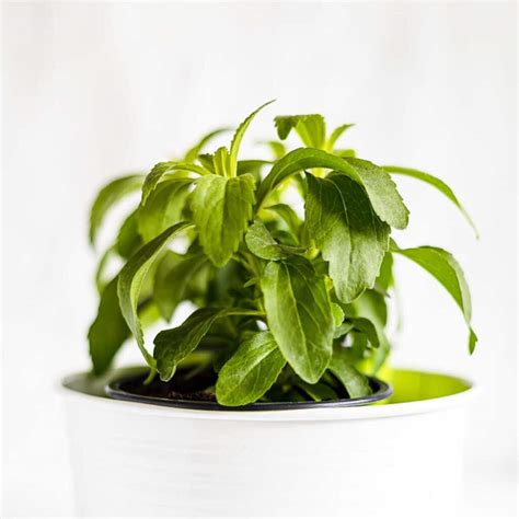 Change Your Life With Stevia Plant