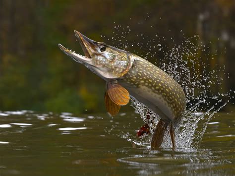 The 10 Best Fishing Spots in Wisconsin This Summer - AZ Animals