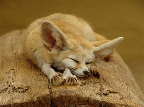 All About Animal Wildlife: Fennec Foxe Facts Photos-Images