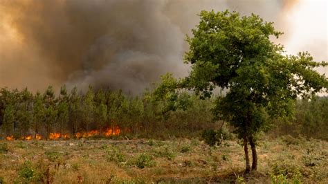 En Europe, les feux de forêt de cet été ont causé des émissions record ...