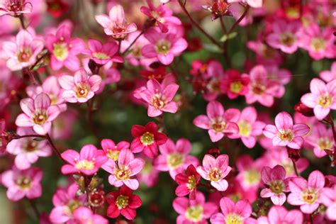 Top 9 Alpines for Beginners - Alpine Garden Society