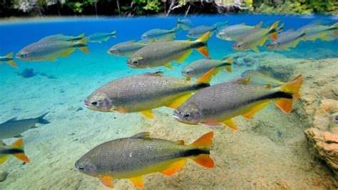 Characins or Piraputangas, Brycon hilarii, Balneario Municipal, Bonito ...