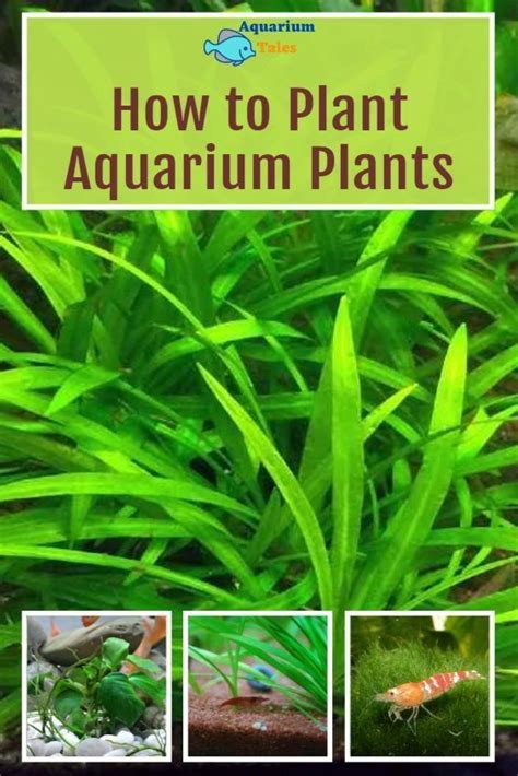 How to Plant Aquarium Plants (The Ultimate Beginners Guide ...