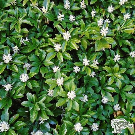 Japanese Pachysandra Ground Cover : Japanese Pachysandra: Useful ...