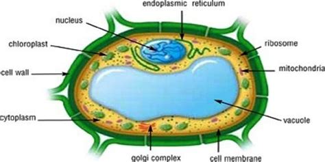 Vacuole: Structure and Function - QS Study