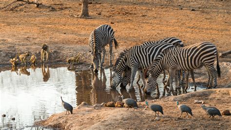 Majete Wildlife Reserve - Malawi - Steppes Travel