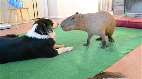 Dog and Capybara - YouTube