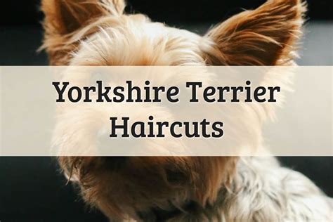 Yorkshire Terrier Haircuts