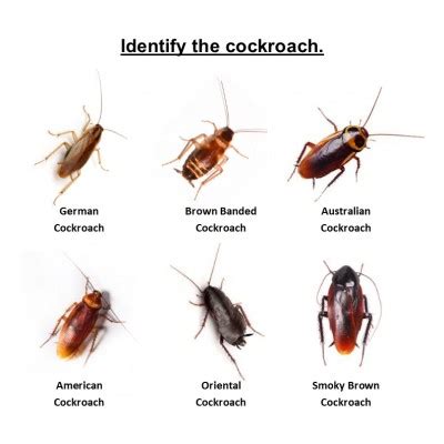 Types of Cockroaches that live in NYC | Pest Control NYC - Best Pest ...