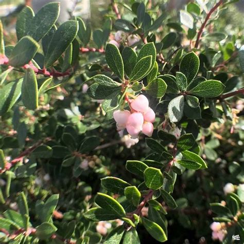 Manzanita 'Emerald Carpet' — Green Acres Nursery & Supply | Evergreen ...