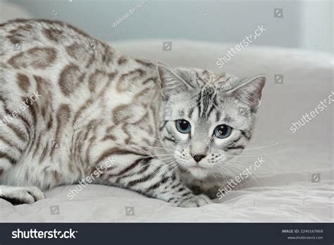 Silver Seal Lynx Point Bengal Cat Stock Photo 2240167869 | Shutterstock