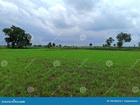 Agriculture Land in Rural Area of India for Paddy Crops Production ...