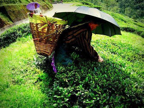 6 Tea Gardens in Darjeeling