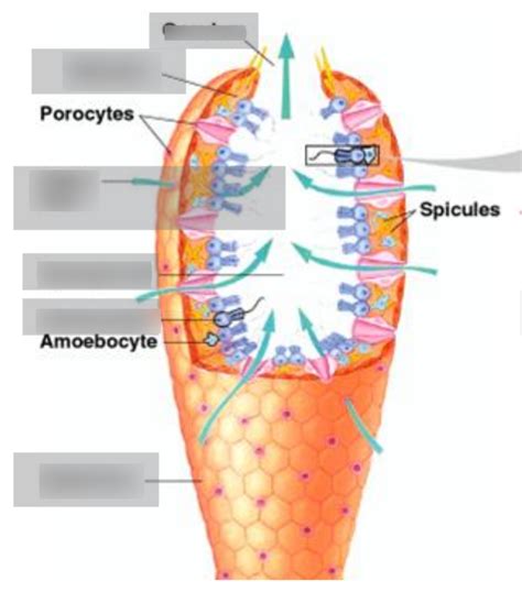 Sponge Anatomy Diagram | Quizlet