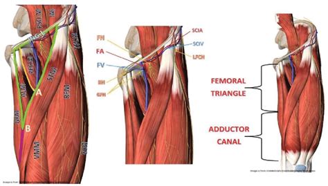 Femoral triangle of left thigh and its contents. (Source: Images are ...