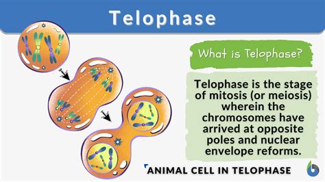 Telophase - Definition and Examples - Biology Online Dictionary