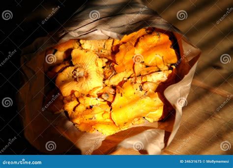 Girolles stock image. Image of menu, colourful, fungus - 34631675