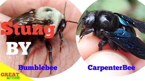 √ Carpenter Bees Vs Bumble Bees Sting : Carpenter Bee Vs Bumblebee Do ...