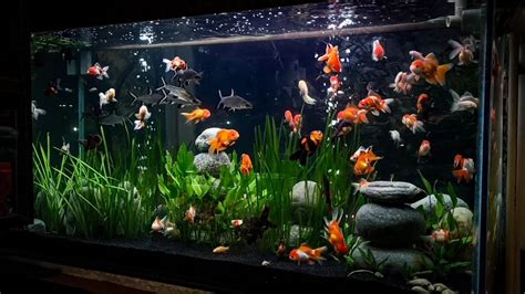 SEASCAPES 'GOLD FISH' AQUARIUM | goldfish set up - YouTube