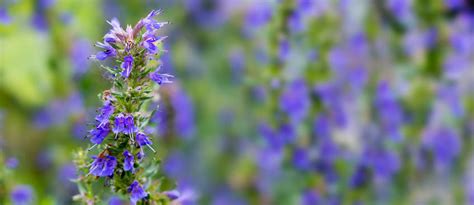 Hyssop Essential Oil Uses and Benefits | AromaWeb