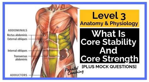 What is Core Stability and Core Strength - L3 Anatomy and Physiology