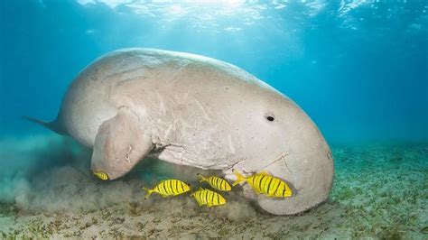 Dugong - Great Barrier Reef Foundation - Great Barrier Reef Foundation