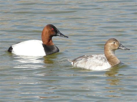 Toronto Wildlife - More Canvasback Ducks