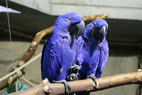 Purple Parrots - a photo on Flickriver