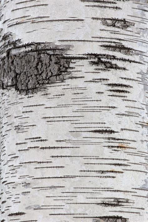 Free stock photo of birch tree texture, thanks to Free Nature Stock ...