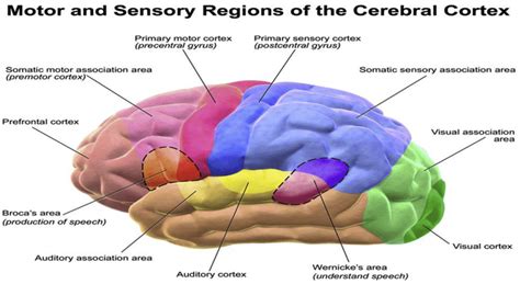 The Sensory Cortex Is Most Critical for Our Sense of