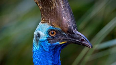 Southern Cassowary | San Diego Zoo Animals & Plants