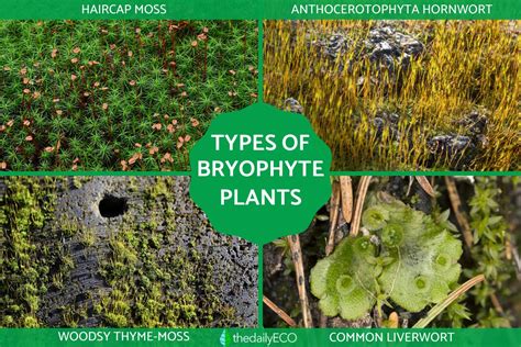 Bryophytes - Definition, Types and Examples of Bryophyta With Photos