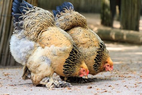 Light Brahma Chicken | Chickens And More