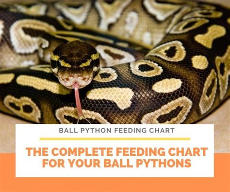 Ball Python Feeding Chart: Feeding made easy!