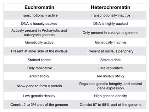 Euchromatin vs Heterochromatin: Differences and Similarities – Genetic ...