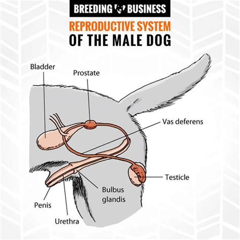 Female Dog Anatomy External - Anatomical Charts & Posters