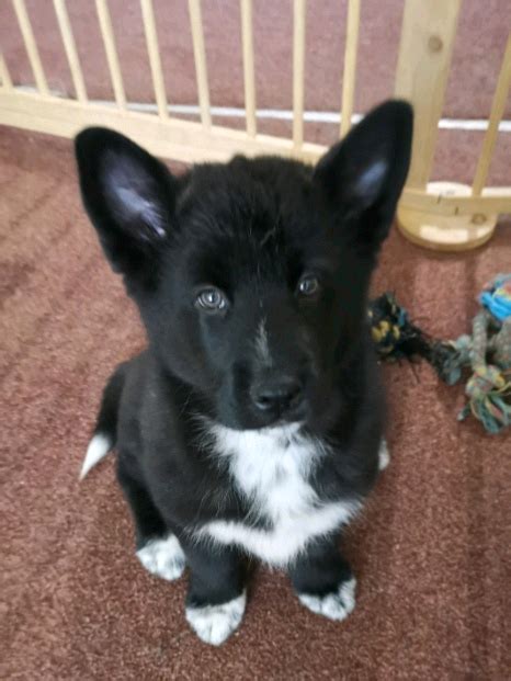 Huskita (akita/husky mix) puppies Ready to go Now | in Lisburn, County ...