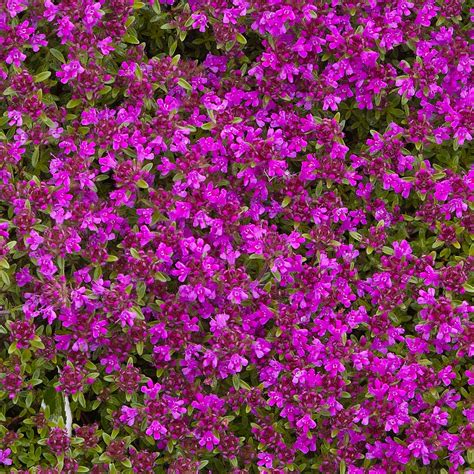 Creeping Thyme Seed - Thymus Serpyllum Magic Carpet Ground Cover Seeds ...