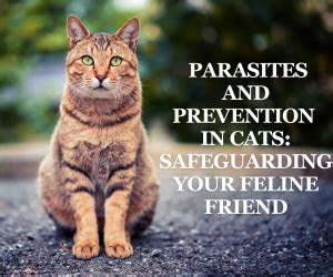 Parasites and Prevention in Cats: Safeguarding Your Feline Friend ...