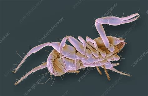 Pseudoscorpion, SEM - Stock Image - C054/5528 - Science Photo Library